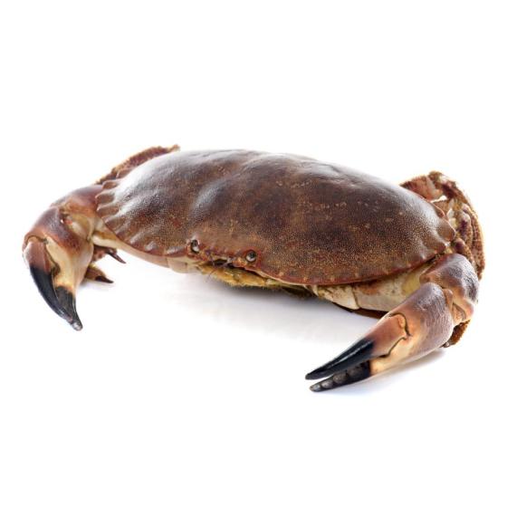 TOURTEAU VIVANT CALIBRE 800/1000 PECHE EN ATLANTIQUE NORD-EST