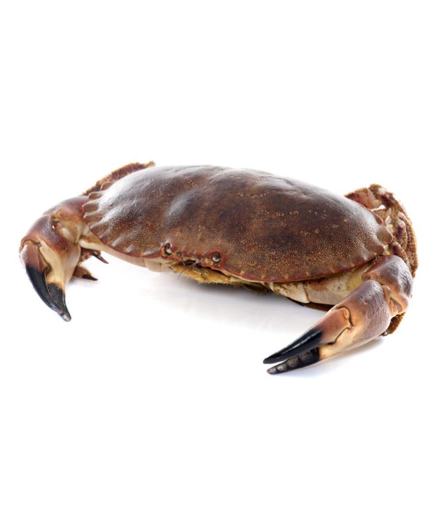 TOURTEAU VIVANT CALIBRE 800/1000 PECHE EN ATLANTIQUE NORD-EST