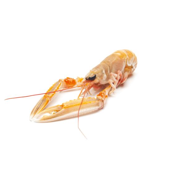 LANGOUSTINE 10/15 COTE OUEST ECOSSE PECHEE EN ATLANTIQUE NORD EST COLIS 3 KG PACK DE 3