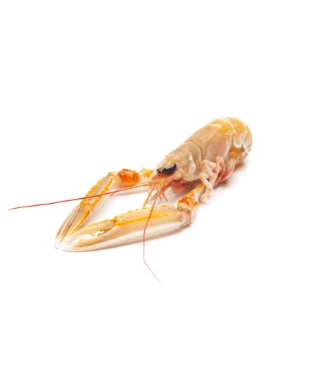 LANGOUSTINE 5/9 COTE OUEST ECOSSE PECHEE EN ATLANTIQUE NORD EST COLIS 3 KG PACK DE 3