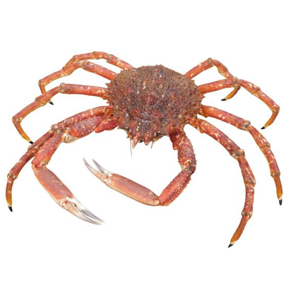 ARAIGNEE CALIBRE 800/+ PECHEE EN ATLANTIQUE NORD-EST COLIS 10 KG PACK DE 1.9