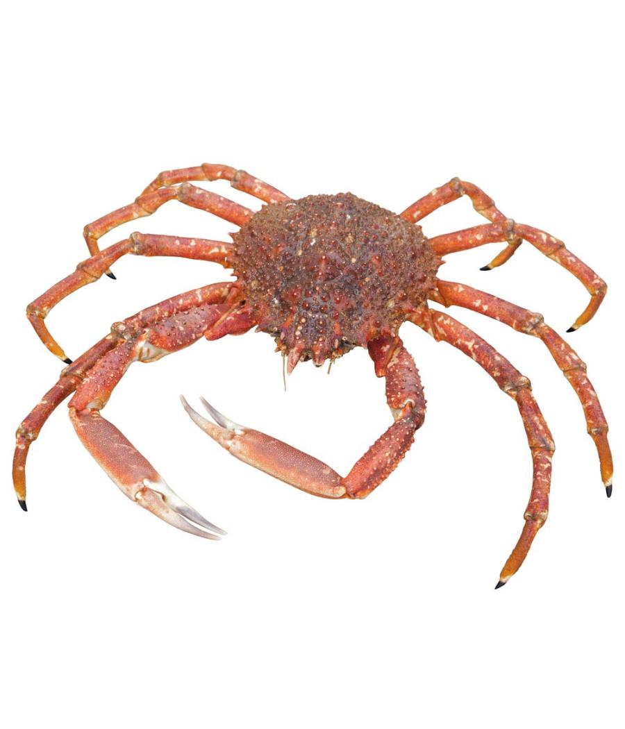 ARAIGNEE CALIBRE 800/+ PECHEE EN ATLANTIQUE NORD-EST COLIS 10 KG PACK DE 1.9