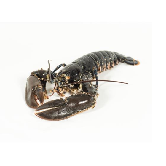 HOMARD EUROPEEN CALIBRE 600/800 PECHE EN ATLANTIQUE NORD-EST PACK DE 4.3