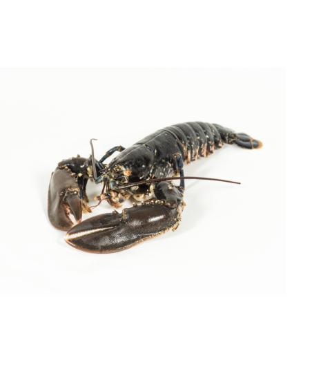 HOMARD EUROPEEN CALIBRE 600/800 PECHE EN ATLANTIQUE NORD-EST