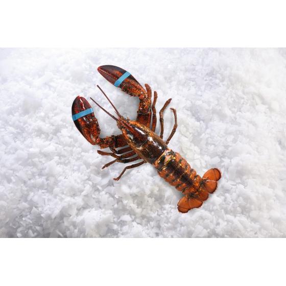 HOMARD MIX CALIBRE 400/670 PECHE EN ATLANTIQUE NORD-OUEST