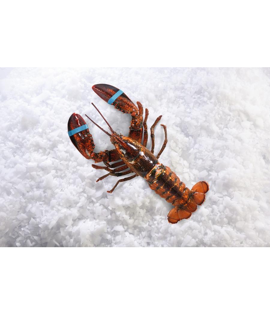 HOMARD MIX CALIBRE 400/670 PECHE EN ATLANTIQUE NORD-OUEST HOMARD MIX CALIBRE 400/670 PECHE EN ATLANTIQUE NORD-OUEST
