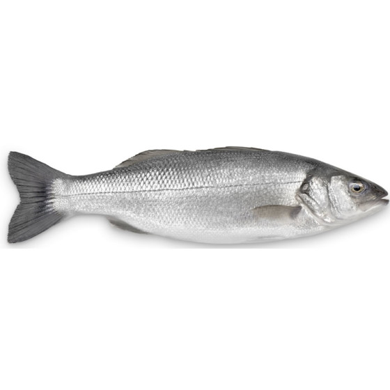 BAR DE LIGNE CALIBRE 3/4 PECHE EN ATLANTIQUE NORD-EST