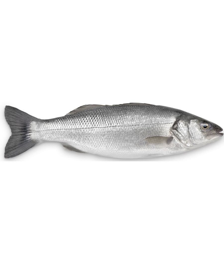 BAR DE LIGNE CALIBRE 3/4 PECHE EN ATLANTIQUE NORD-EST