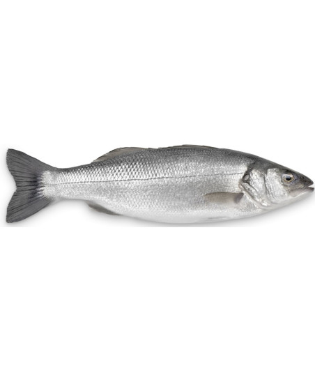 BAR DE LIGNE CALIBRE 3/4 PECHE EN ATLANTIQUE NORD-EST