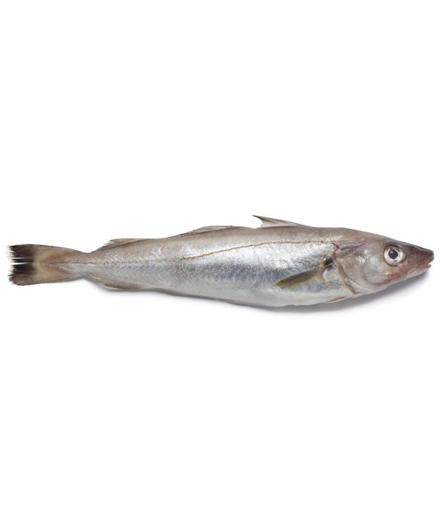 MERLAN CALIBRE 150/250 PECHE EN MER OCEAN ATLANTIQUE NORD-EST COLIS DE 1KG