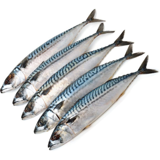 MAQUEREAU CALIBRE 200/500PECHE EN MER OCEAN ATLANTIQUE NORD-EST COLIS DE 1KG