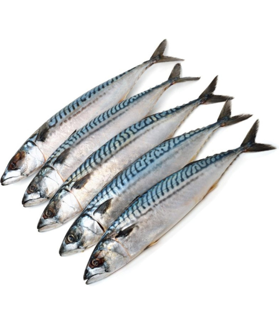 MAQUEREAU CALIBRE 200/500PECHE EN MER OCEAN ATLANTIQUE NORD-EST COLIS DE 1KG