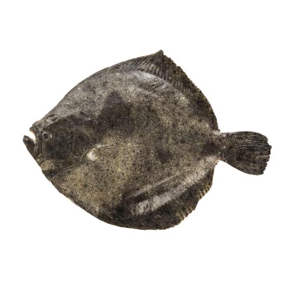 TURBOT CALIBRE 6/8 PECHE EN MER OCEAN ATLANTIQUE NORD-EST COLIS DE 7KG PACK DE 7