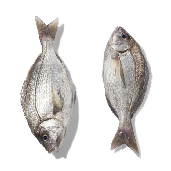 DORADE GRISE CALIBRE 800/2.0 PECHE EN MER OCEAN ATLANTIQUE NORD-EST COLIS DE 1,4KG PACK DE 1.4