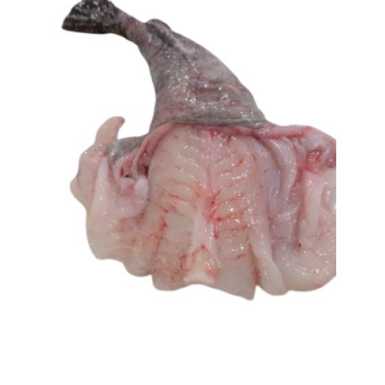 LOTTE CALIBRE 2/4 PECHE EN MER OCEAN ATLANTIQUE NORD-EST COLIS DE 3KG PACK DE 3