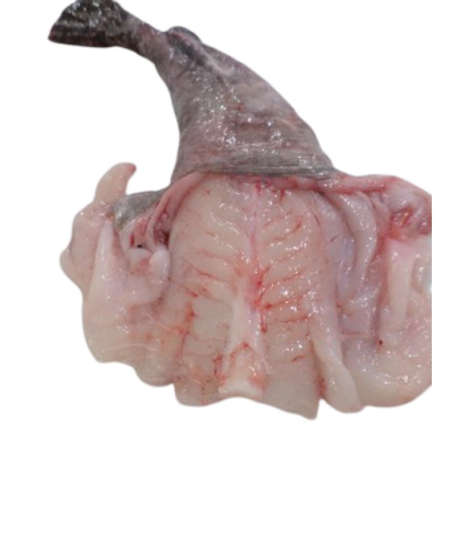 LOTTE CALIBRE 2/4 PECHE EN MER OCEAN ATLANTIQUE NORD-EST COLIS DE 3KG PACK DE 3