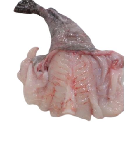 LOTTE CALIBRE 2/4 PECHE EN MER OCEAN ATLANTIQUE NORD-EST COLIS DE 3KG PACK DE 3
