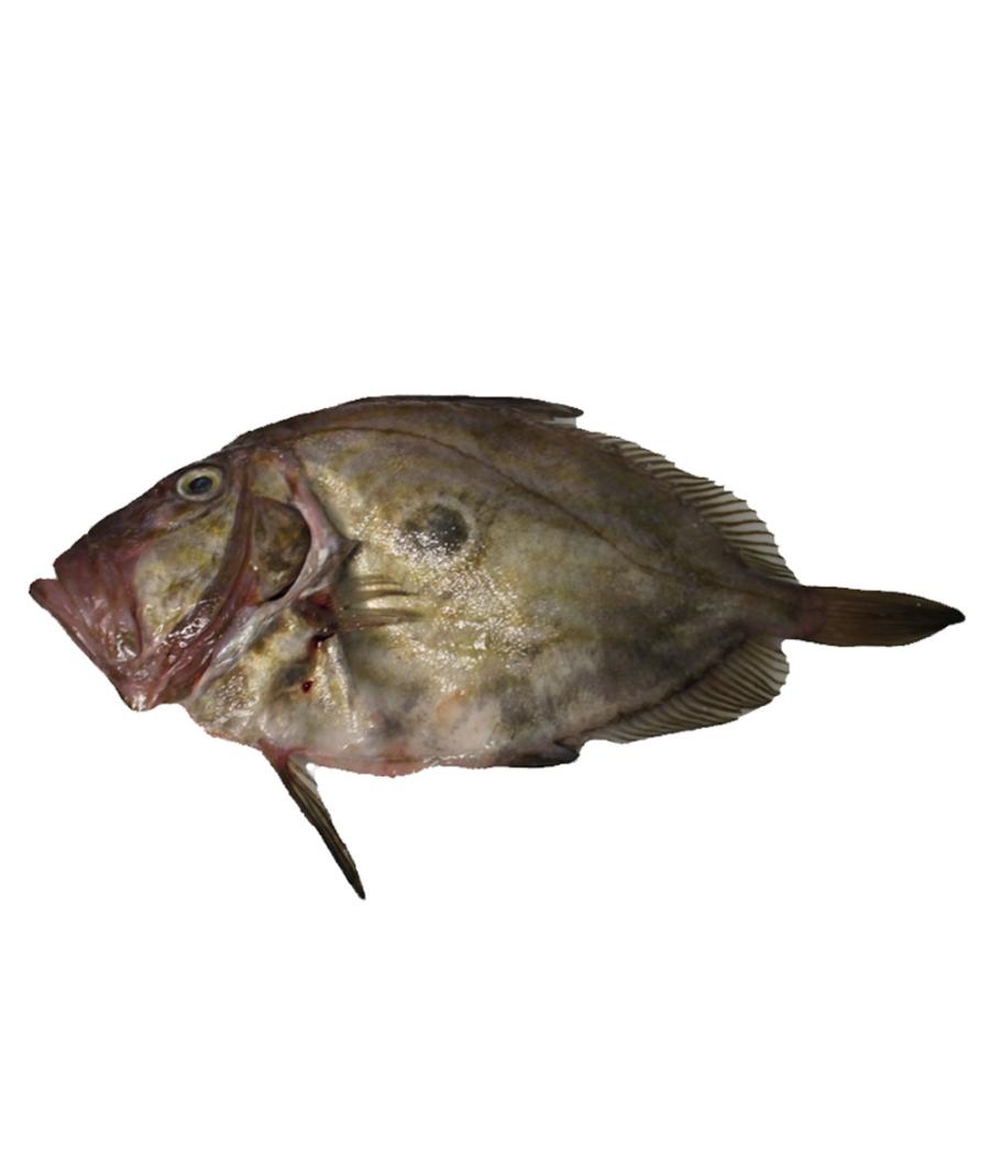 ST PIERRE CALIBRE 1/2 PECHE EN MER OCEAN ATLANTIQUE NORD-EST COLIS DE 1,5KG PACK DE 1.5