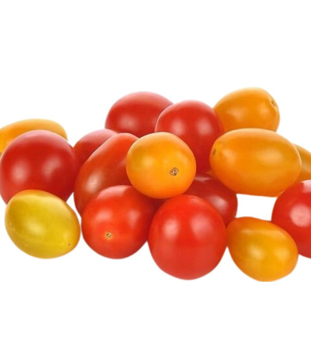 TOMATE CERISE MULTICOLORE