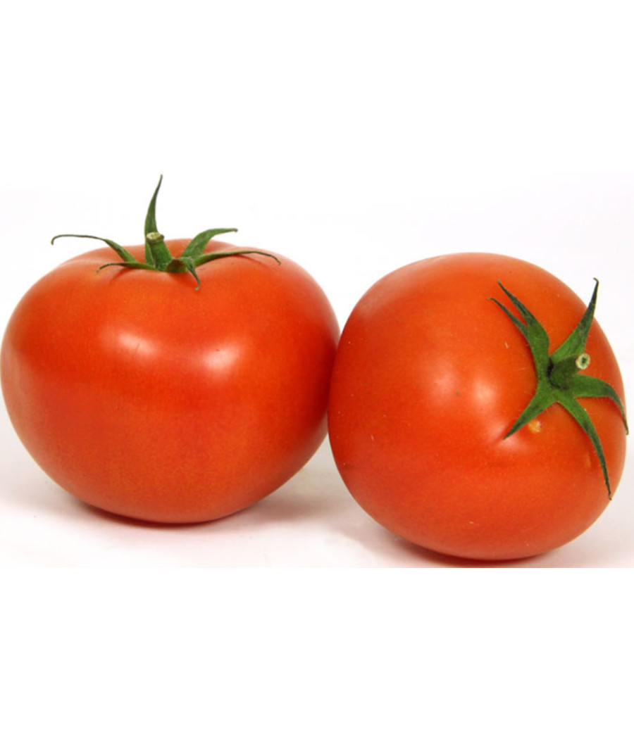 TOMATE RONDE