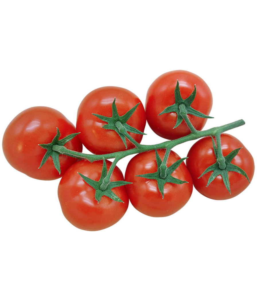 TOMATE GRAPPE