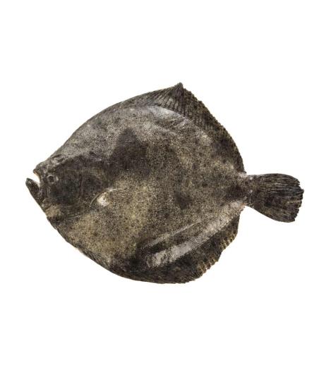 TURBOT CALIBRE 400/600  PECHE EN MER OCEAN ATLANTIQUE NORD-EST COLIS DE 0,5KG