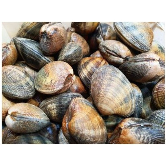 COQUE MOYENNE PACK DE 3KG