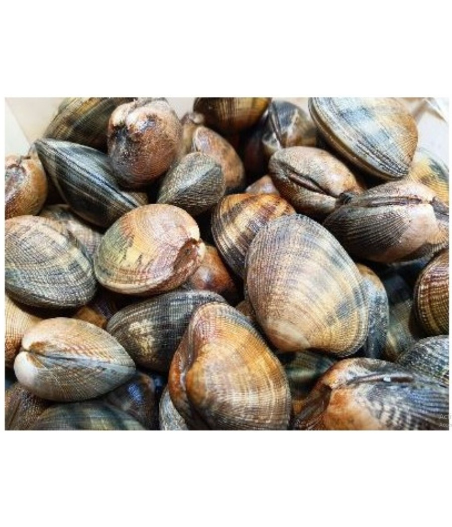 COQUE MOYENNE PACK DE 3KG