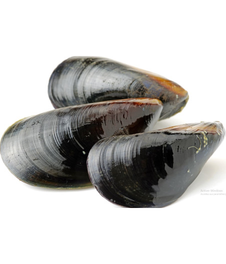 MOULE DE CORDE D'ESPAGNE TRES GROSSE MOINS DE 30 PIECES ELEVAGE ESPAGNE 3KG