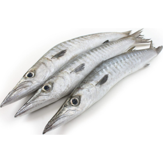 BARRACUDA ENTIER SURGELE  10KG