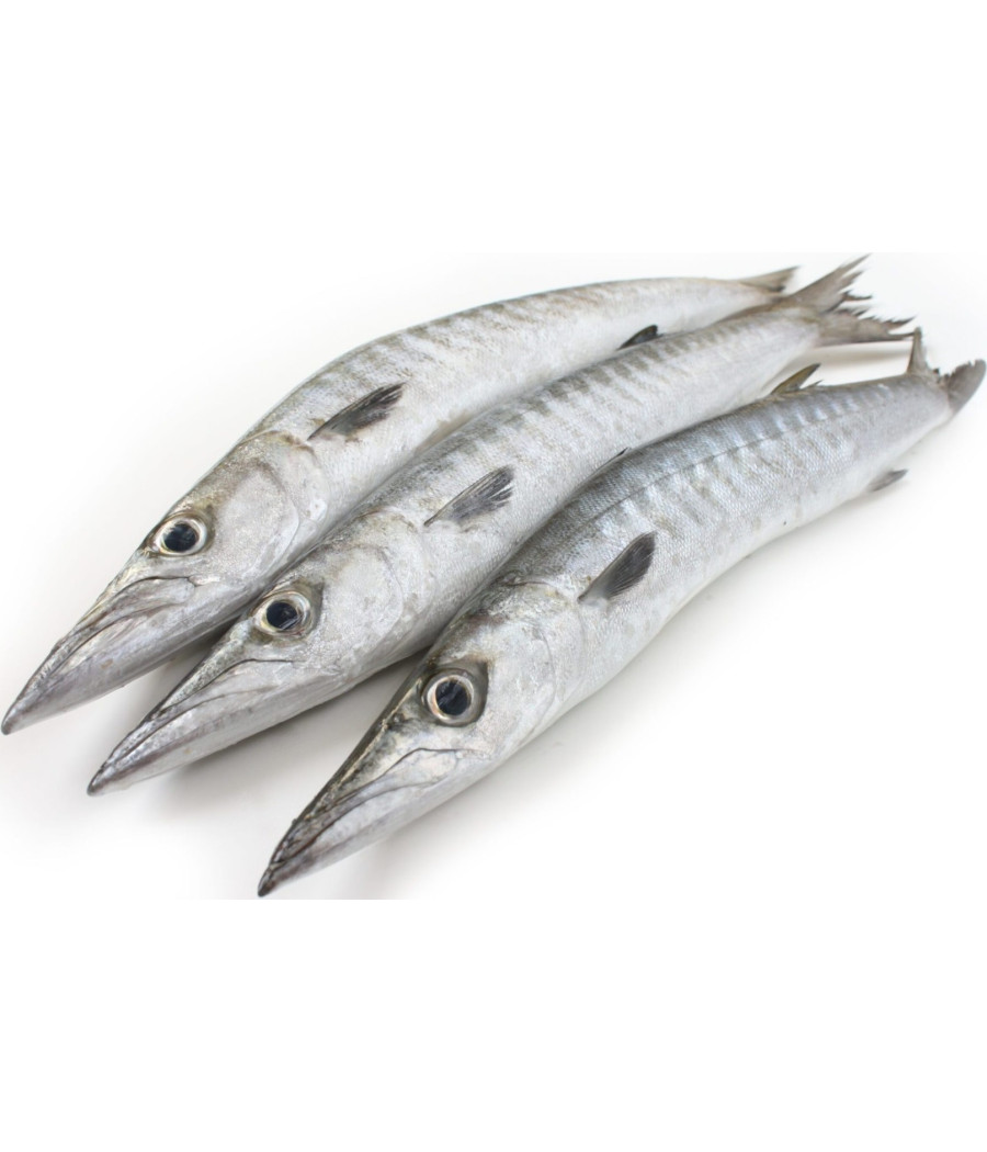 BARRACUDA ENTIER SURGELE  10KG