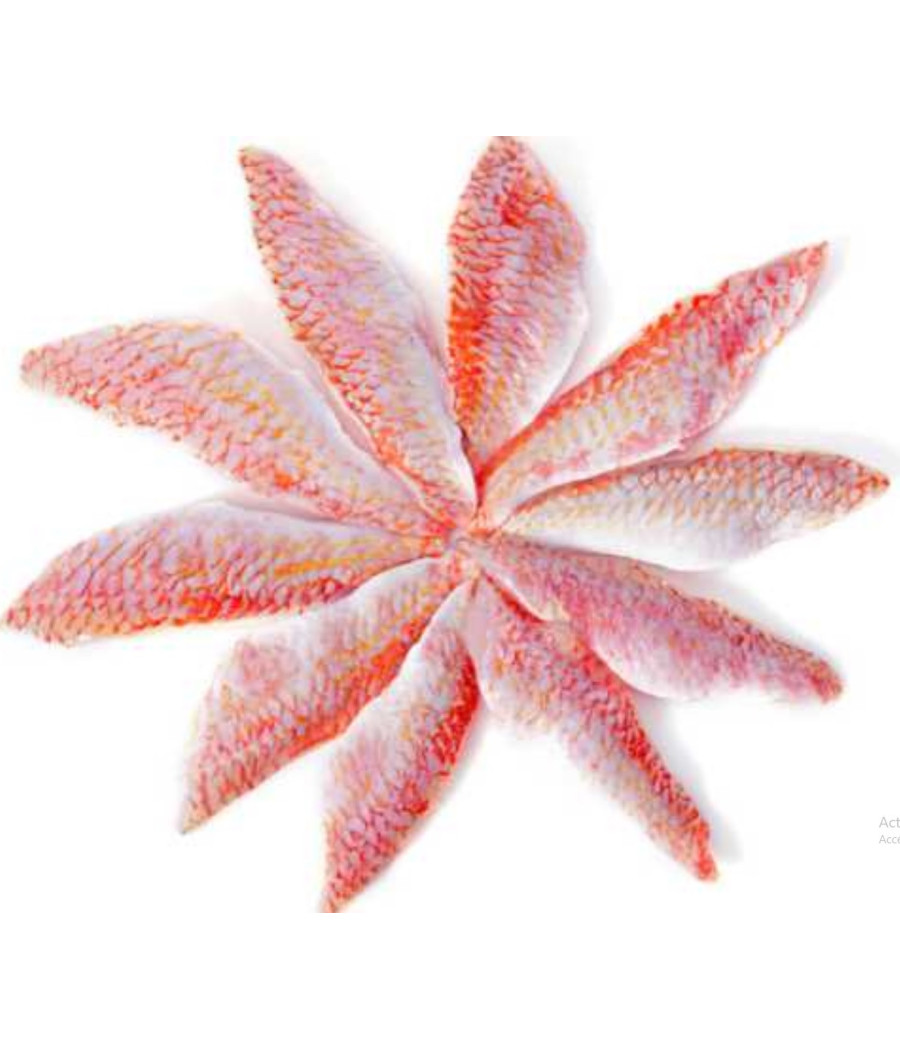 FILET DE ROUGET BARBETSOUS ATMOSPHERE PECHE EN ATLANTIQUE NORD-EST