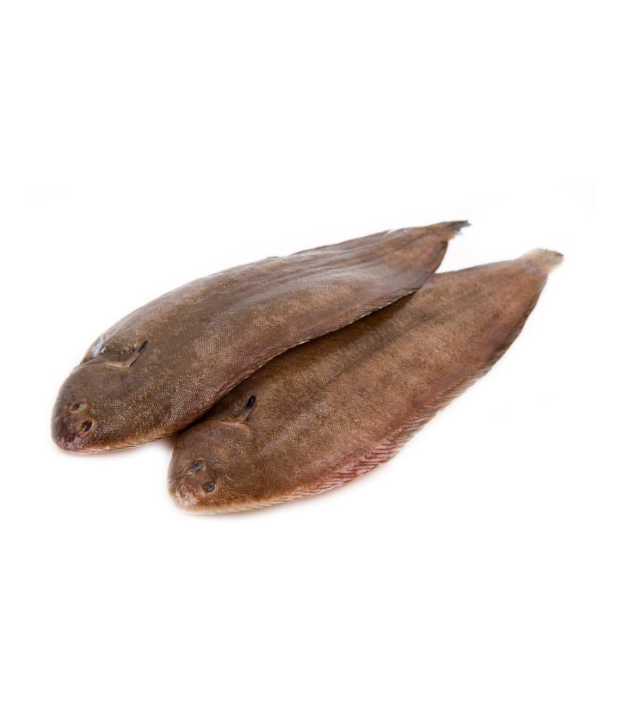 SOLE CALIBRE 800/1.0 PECHE EN MER OCEAN ATLANTIQUE NORD-EST COLIS DE 0,9KG