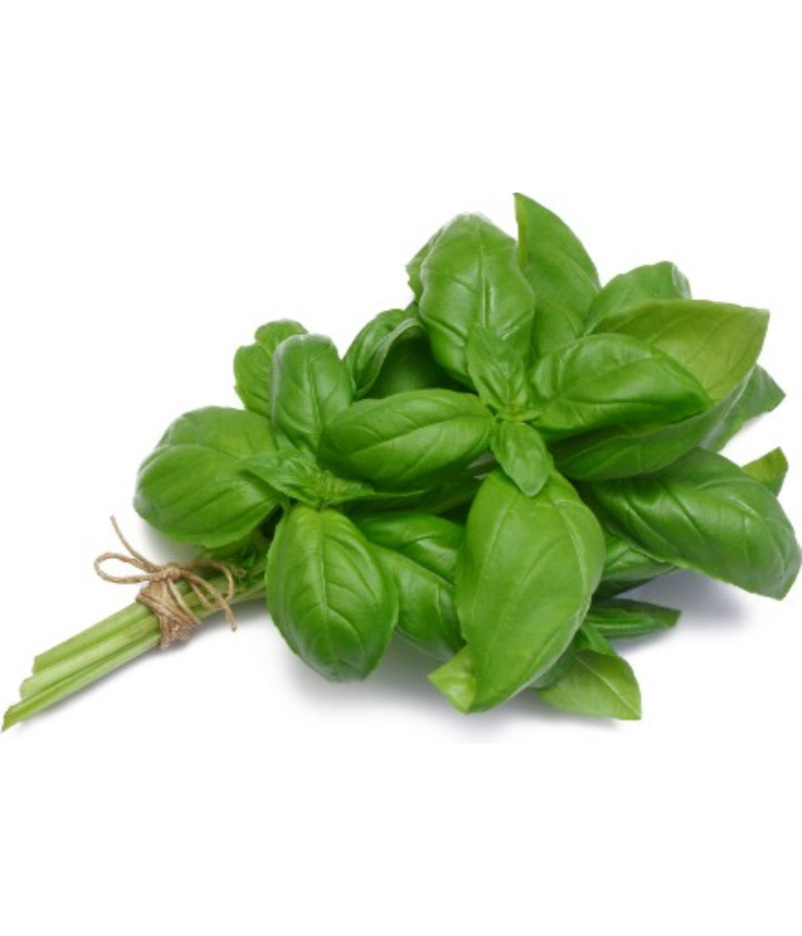 BASILIC FRAIS ORIGINE UE