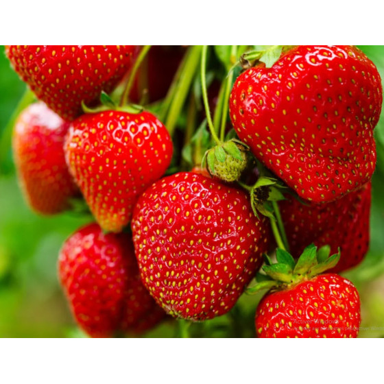 FRAISE CATEGORIE 1 ORIGINE ESPAGNE