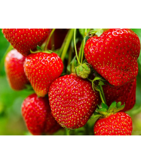 FRAISE CATEGORIE 1 ORIGINE ESPAGNE