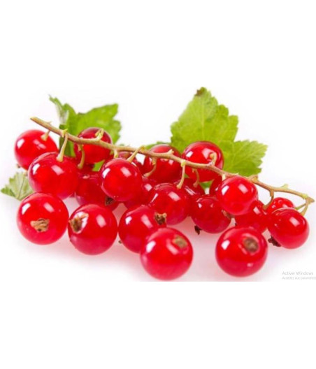 GROSEILLE CATEGORIE 1. ORIGINE UE