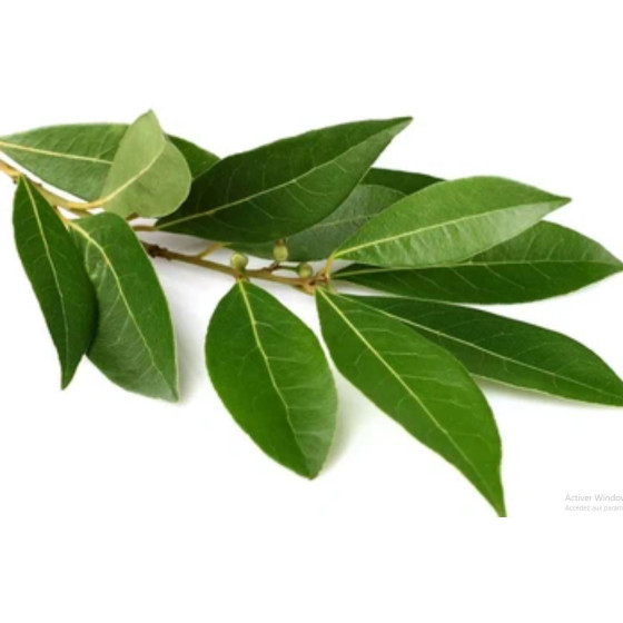 LAURIER FRAIS ORIGINE UE