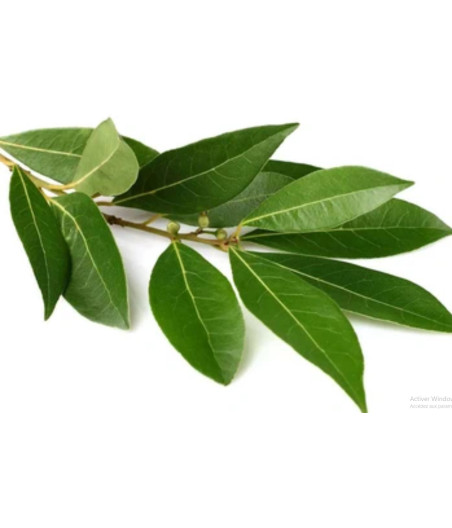 LAURIER FRAIS ORIGINE UE