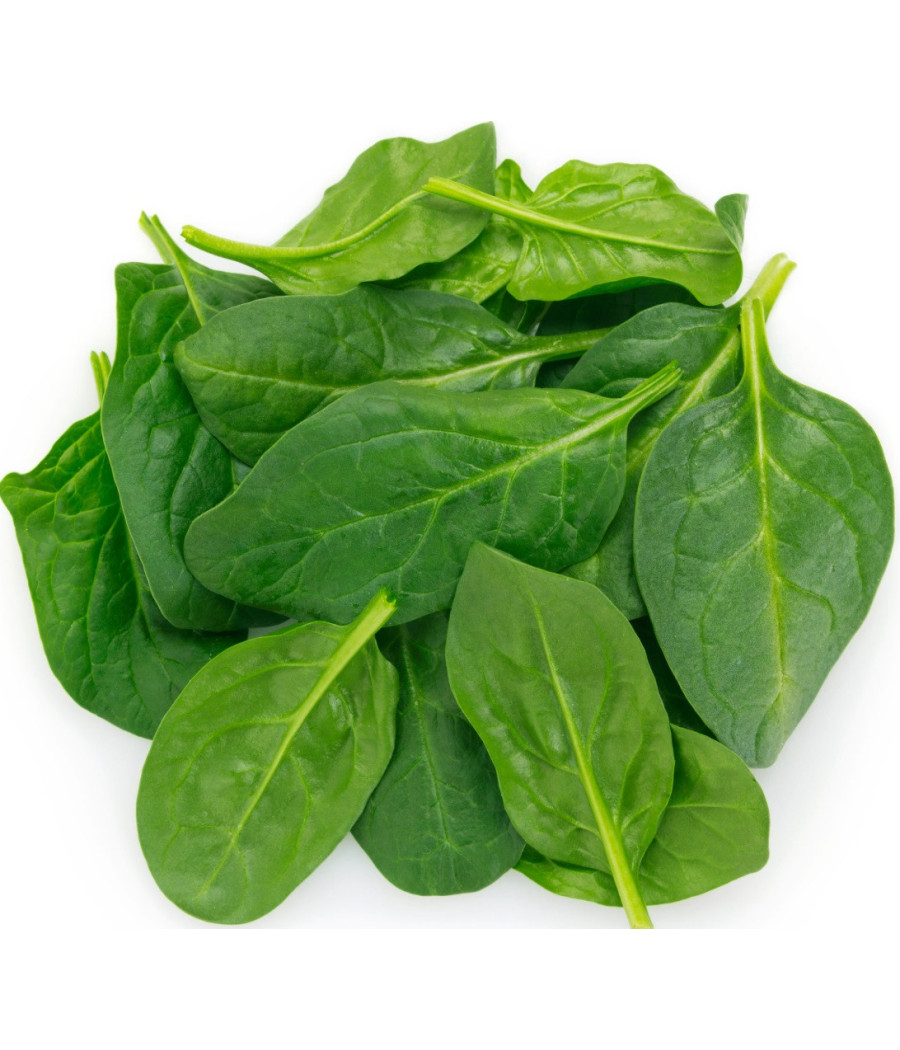 POUSSE D'EPINARD BOIS ORIGINE FRANCE