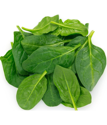 POUSSE D'EPINARD BOIS ORIGINE FRANCE