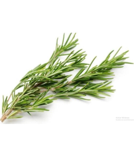 ROMARIN FRAIS ORIGINE UE