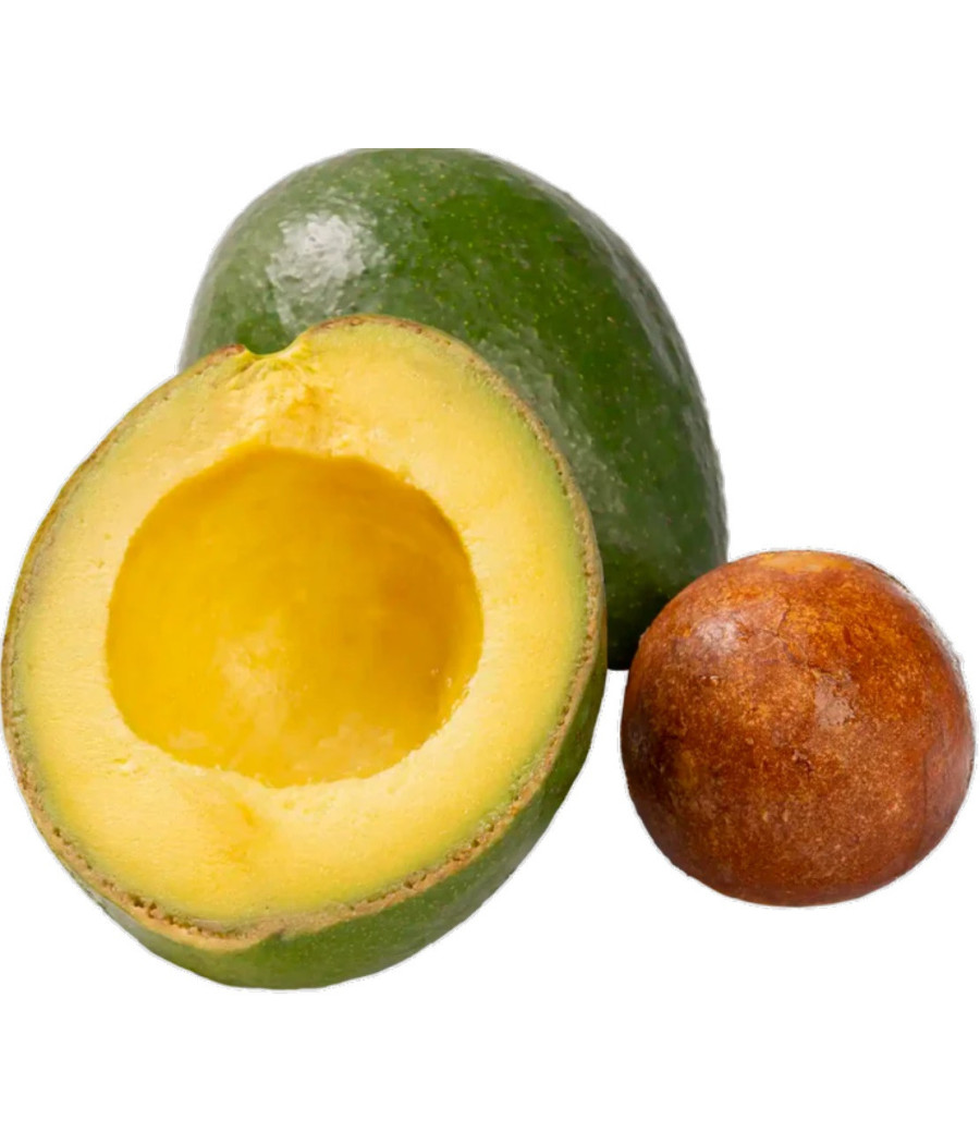 AVOCAT TROPICAL ORIGINE BRESIL CALIBRE 10
