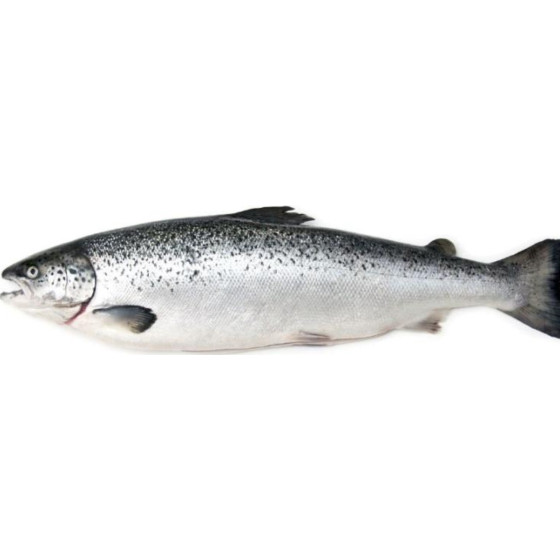 FILIERE SAUMON CALIBRE 5/6 ELEVAGE ECOSSE