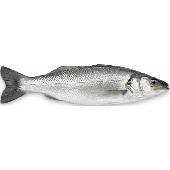 BAR DE LIGNE CALIBRE 2/3 PECHE EN MER OCEAN ATLANTIQUE NORD-EST