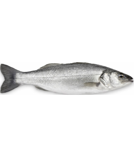 BAR DE LIGNE CALIBRE 2/3 PECHE EN MER OCEAN ATLANTIQUE NORD-EST