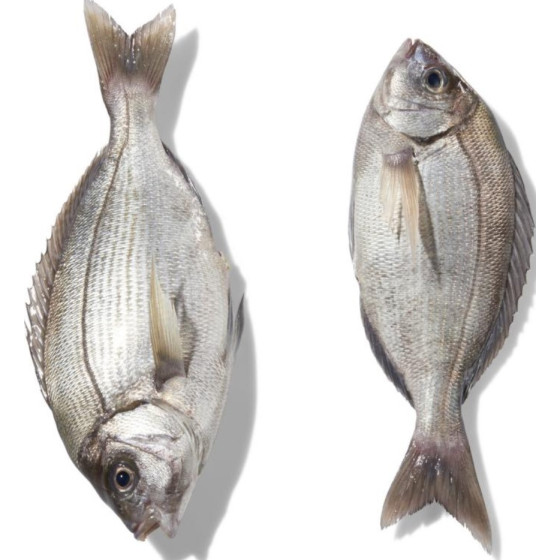 DORADE GRISE CALIBRE 800/2.0 PECHE EN MER OCEAN ATLANTIQUE NORD-EST