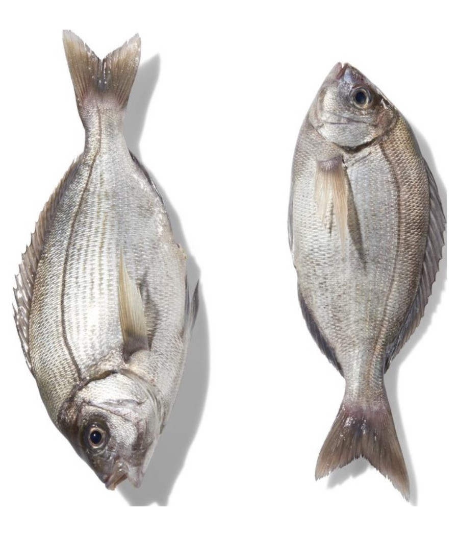 DORADE GRISE CALIBRE 800/2.0 PECHE EN MER OCEAN ATLANTIQUE NORD-EST