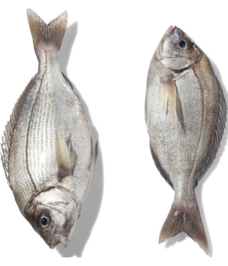 DORADE GRISE CALIBRE 800/2.0 PECHE EN MER OCEAN ATLANTIQUE NORD-EST