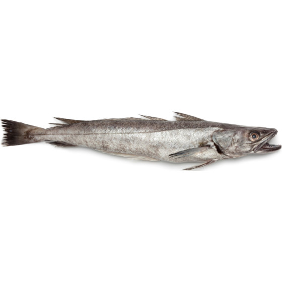 MERLU CALIBRE 2.5/3.0 PECHE EN MER OCEAN ATLANTIQUE NORD-EST